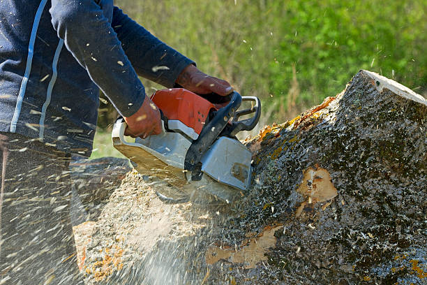 Trusted Eunice, NM Tree Service Experts